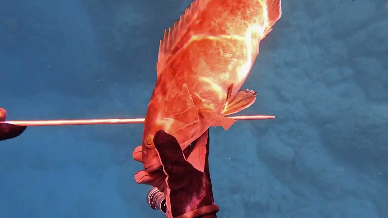 ZIPKINLA BEYAZ LAHOS AVI/White grouper/Spearfishing Turkey (4K)