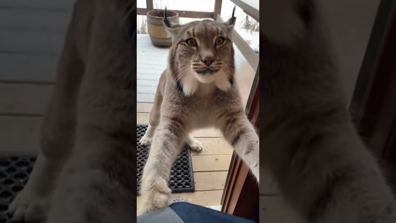 У меня две руки, но три кошки. Lynx решил эту проблему силой.