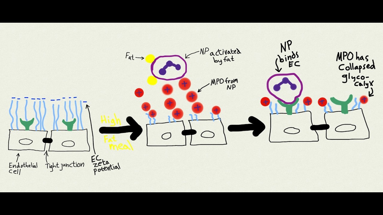 Blood flow, MPO & PS MyeloPerOxidase & Phosphatidyl Serine after high fat meal