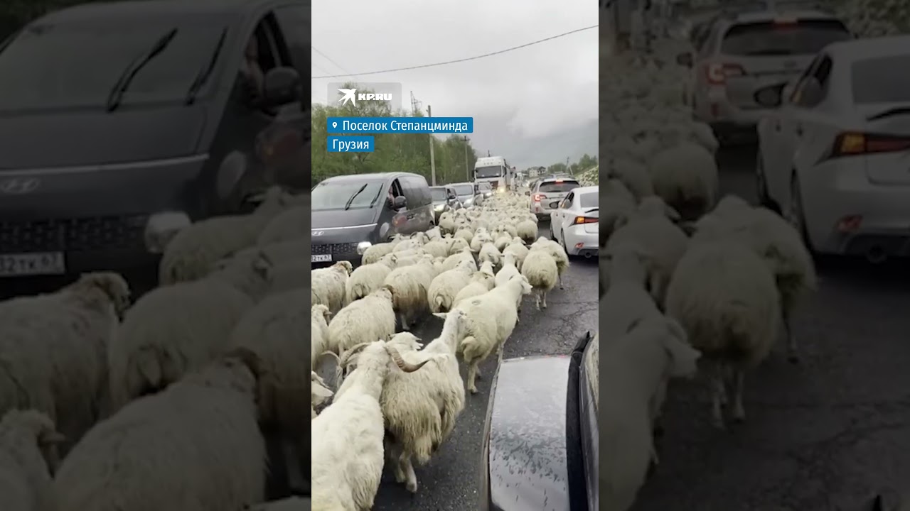 Стадо баранов вышло на трассу в Грузии и парализовало движение #трасса #грузия #бараны
