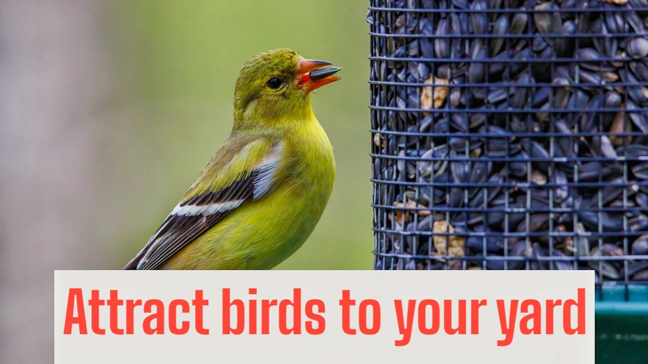 5 Simple Ways to Invite More Birds to Your Yard