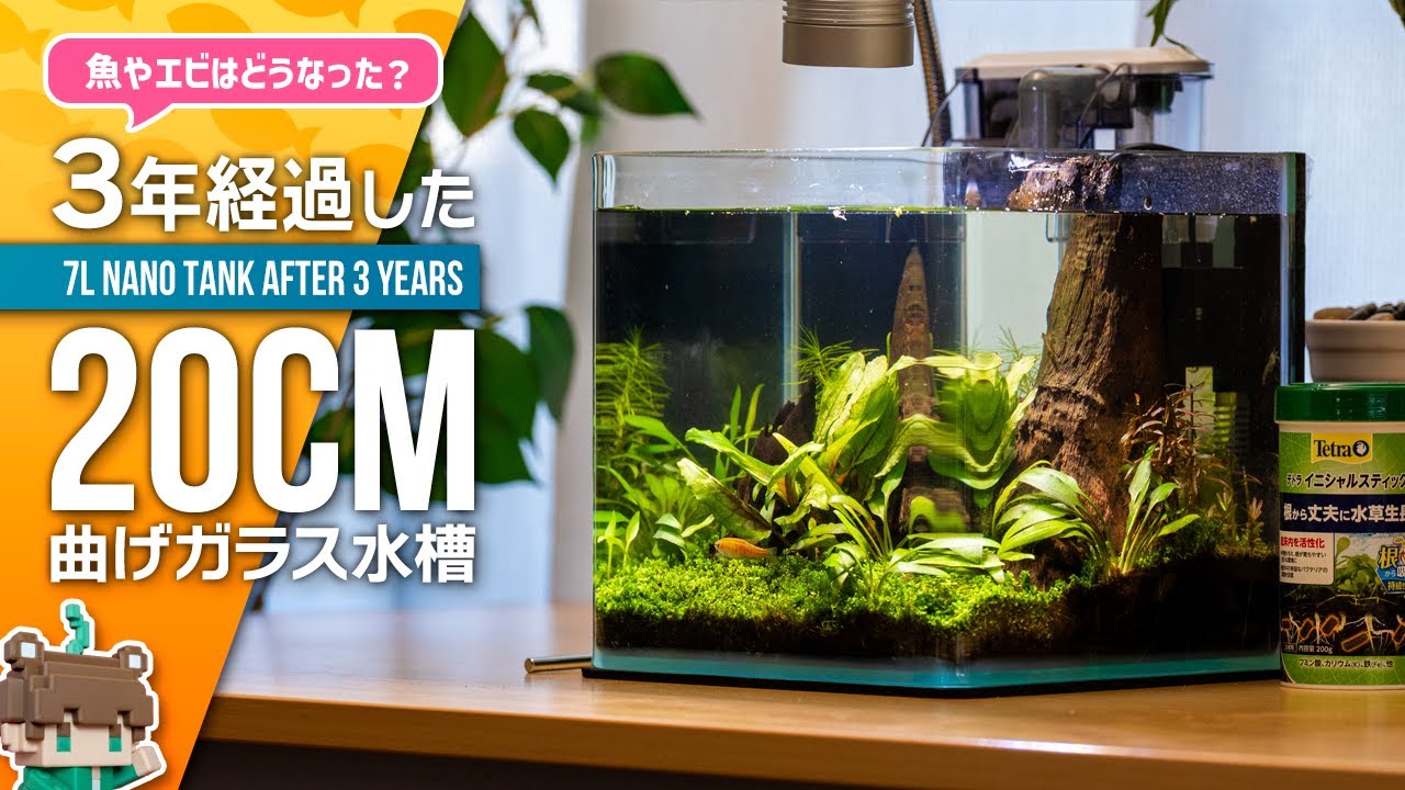 ３年以上維持してる小さな水草水槽をメンテナンス【ビバアクア】#アクアリウム #熱帯魚