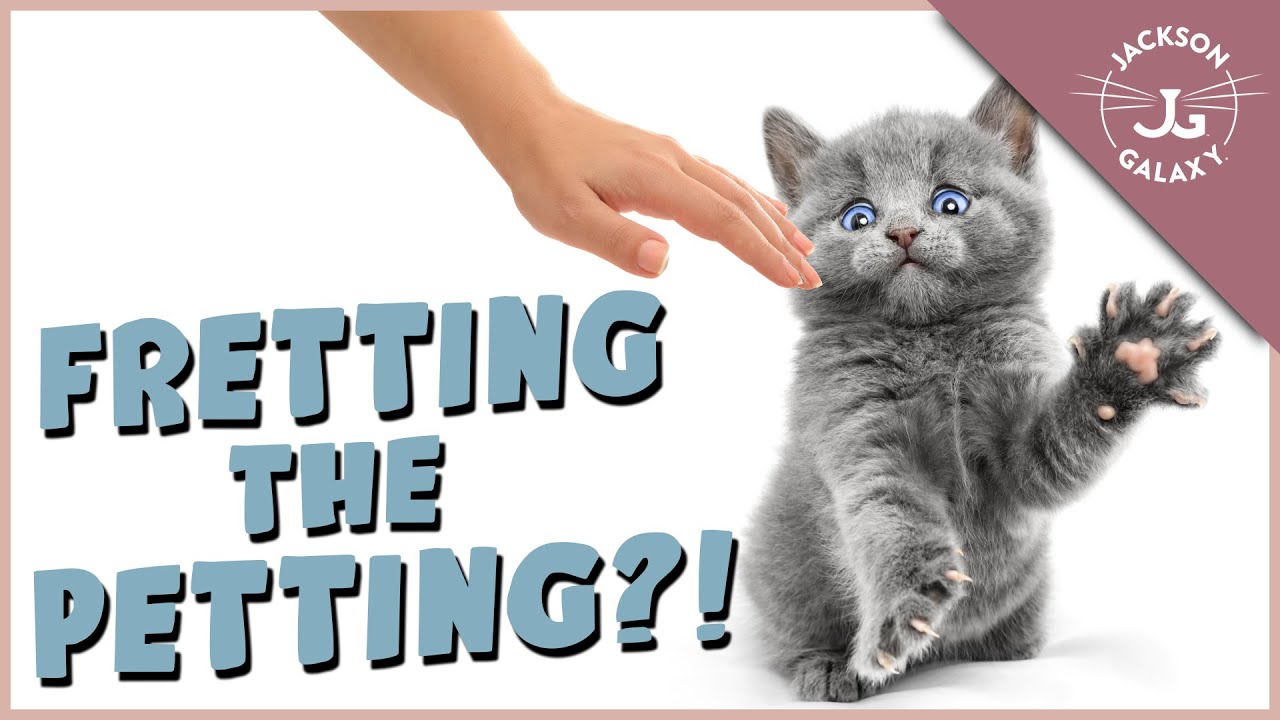 My Cat Doesn't Like to Be Touched!