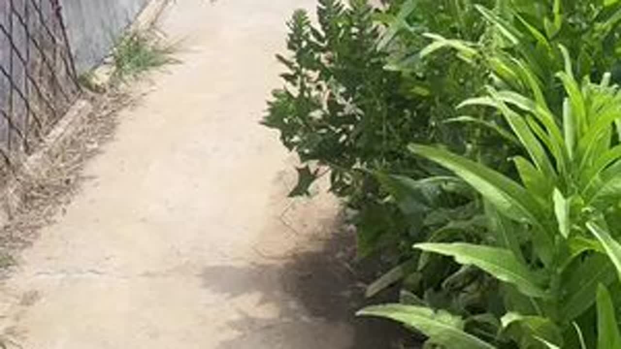 长生人生第一次创业养鹅，希望能成功，今天给长生做的花菜炒肉炖龙虾吃起来#抖音记录农村生活 #把家乡的味道分享给大家