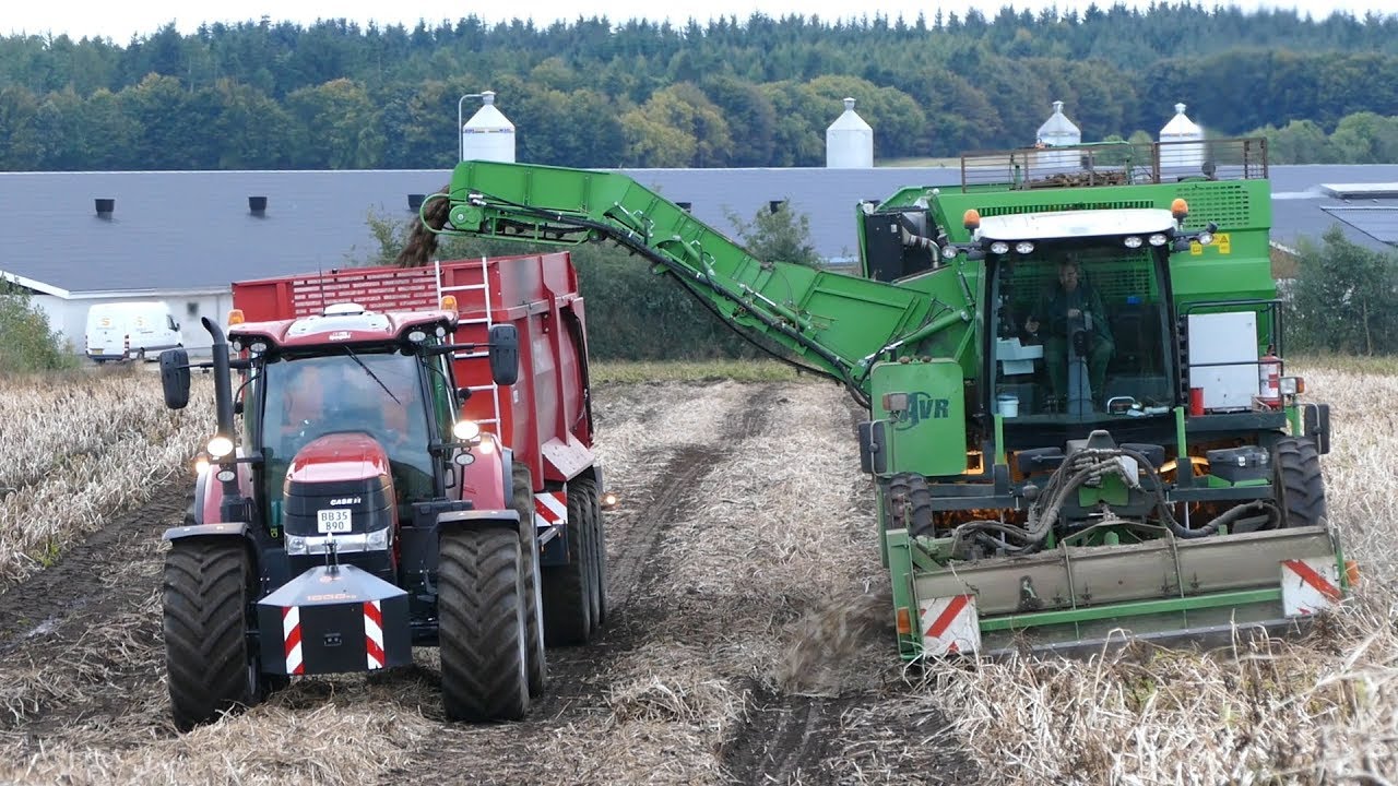 AVR Puma+ 4-Row Working Hard in The Field Harvesting Potatoes | Case IH Puma 240 | DK Agriculture