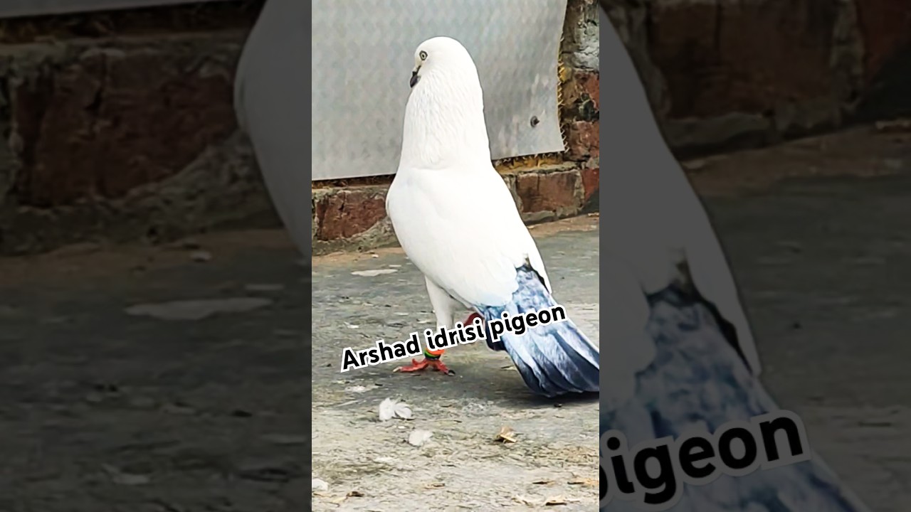 Top Kaldume Kabootar !! #pigeonstatus #pigeonvideo #youtubeshorts #highflyingpigeons