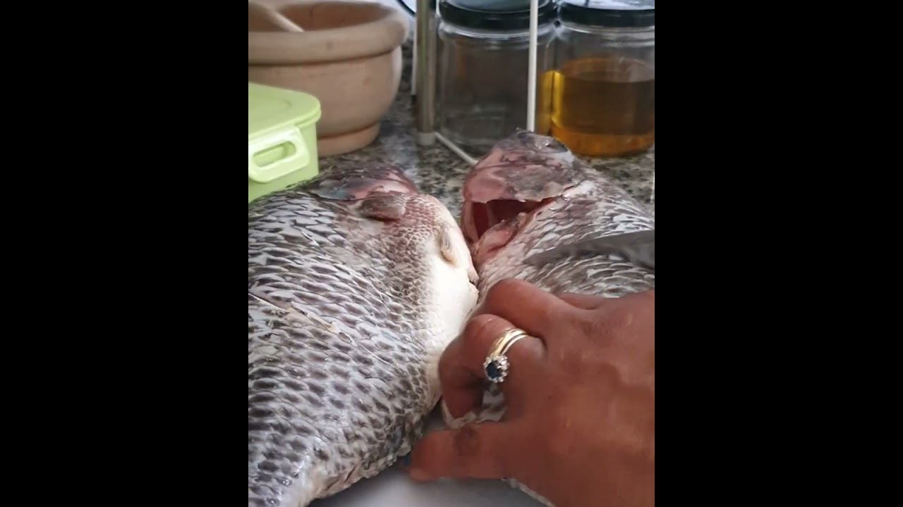 BLACK TILAPIA FISH 🐟 😍 😋 