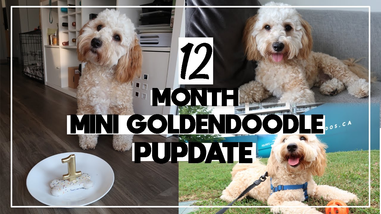 F1B MINI GOLDENDOODLE 12 MONTH PUPDATE🐶| Kobe's First Birthday, Current Weight