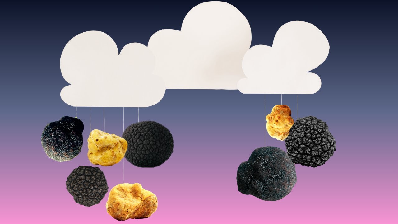 How to predict the truffle season and why we really need to!