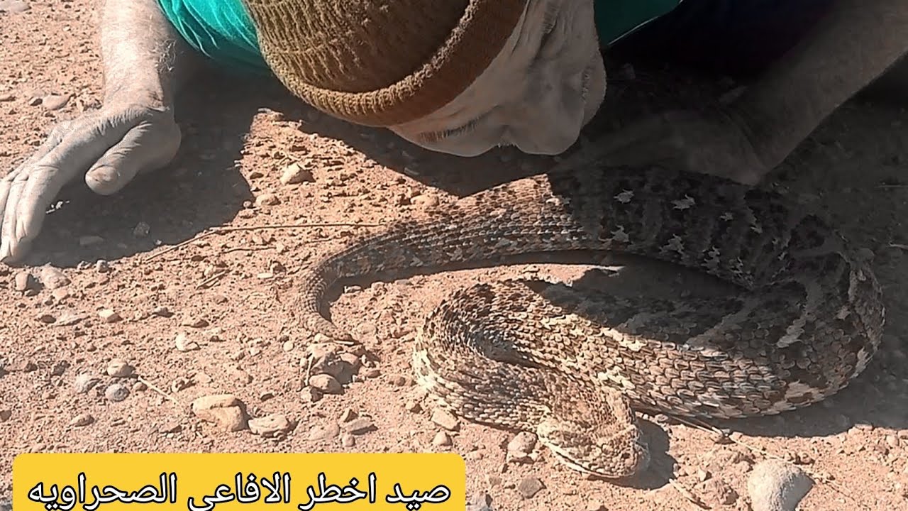 مشيت للصحراء شديت أخطر أنواع افعى في العالم رحله الصيد خطيره