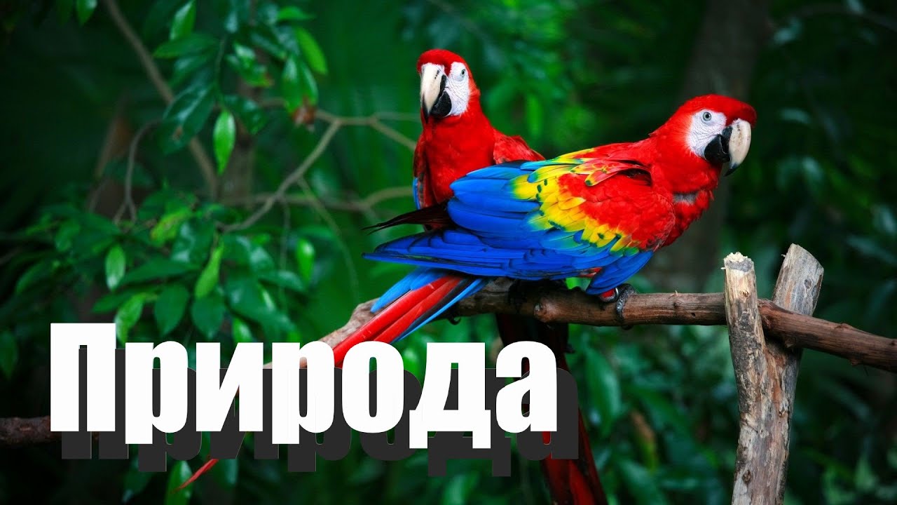 Природа животные цветы и красивая музыка ,релакс !!!😊😊😊❤️