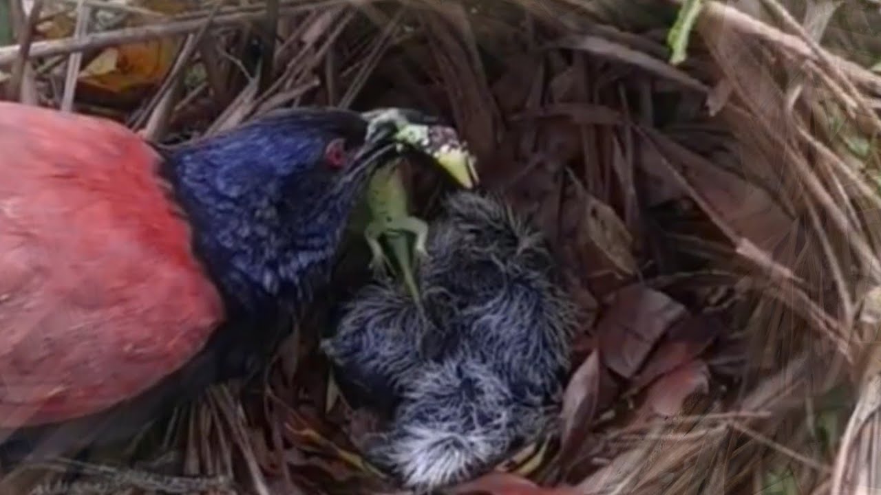 INDUK BURUNG PANIK MAKANAN SEMAKIN KECIL