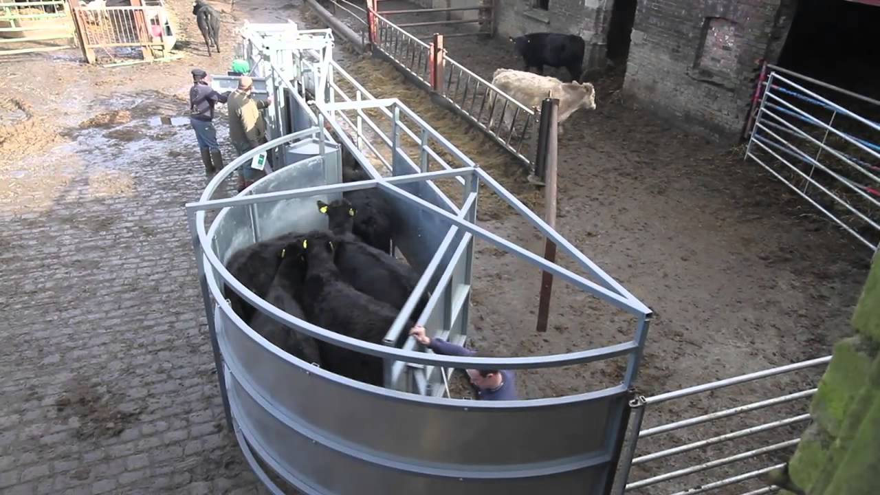 Cattle handling done right!