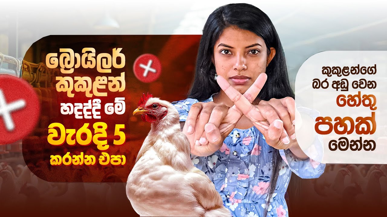 බ්‍රොයිලර් කුකුලන් ගේ බර එන්නේ නැත්තේ ඇයි? | How to gain weight on Broiler Chicken
