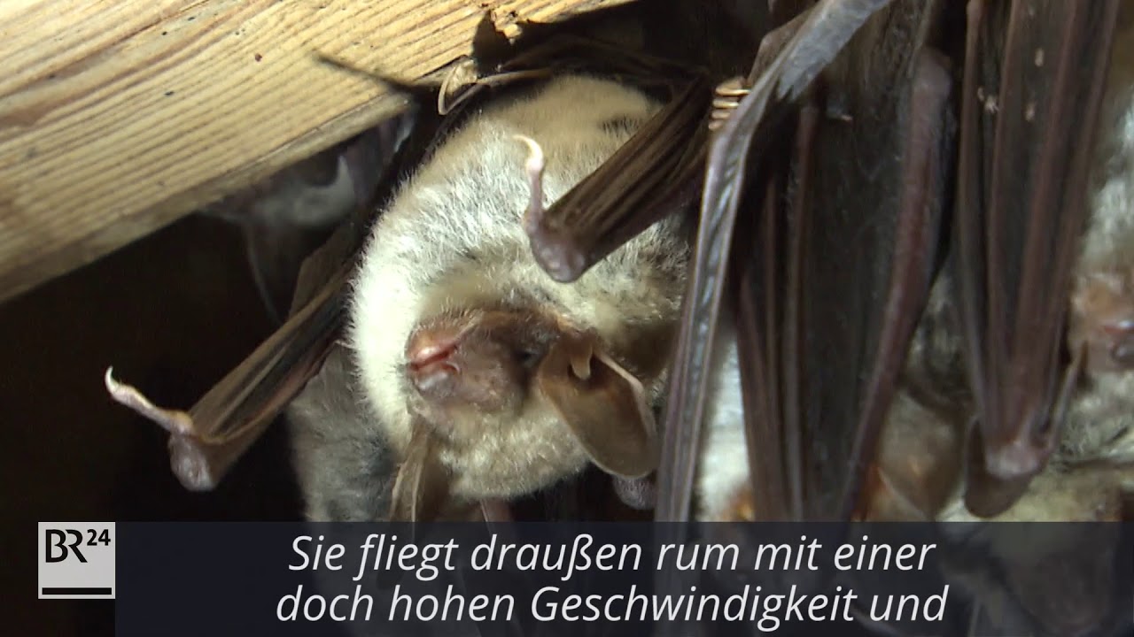 Flederm&auml;use retten: Zu Besuch in der Fledermausauffangstation | BR24