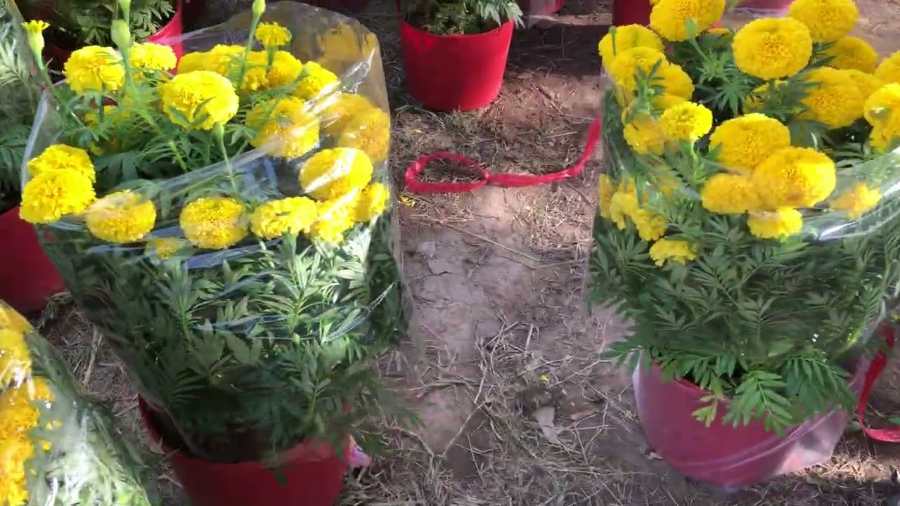 Mua hoa vạn thọ ngày 28 Tết ở Ba Tri 