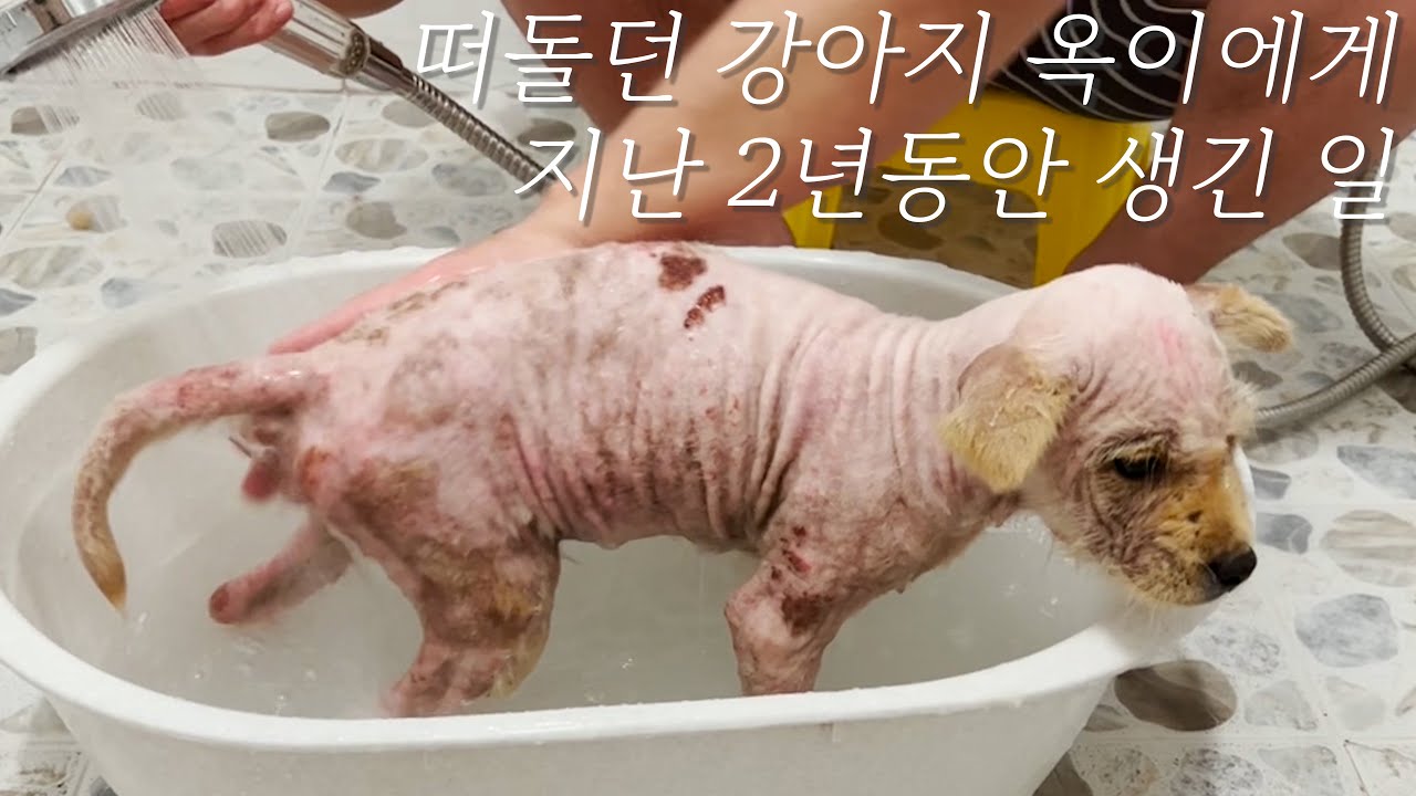 옥이가 집에 온 지 벌써 2년, 처음 옥이 모습 다시 보실래요?