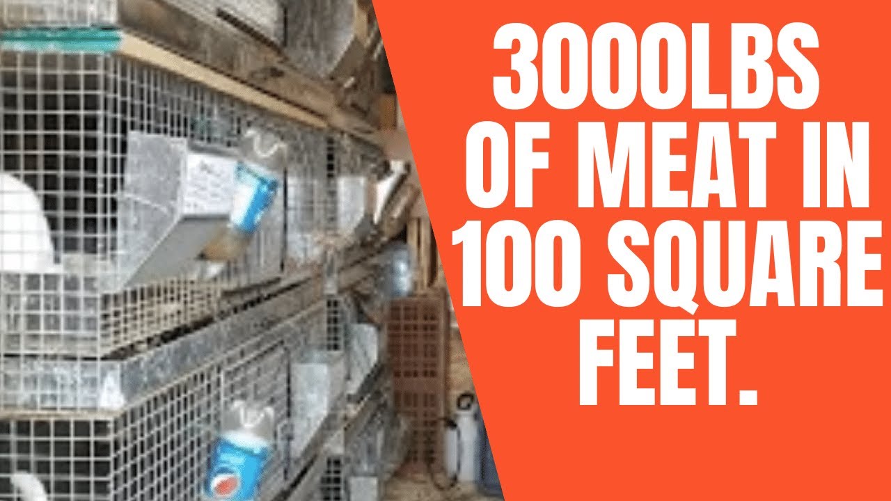 How to Raise 3000lbs of Meat Rabbits in only 100 Square Feet.