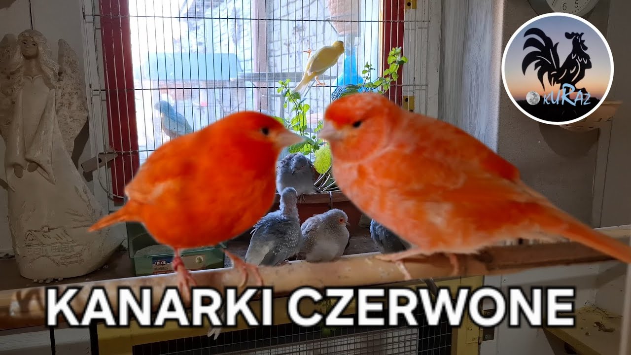 W Garden kuRaż * Kupiłem kanarki czerwone * 16. 03. 2025 * gołąbki diamentowe i przepiórki