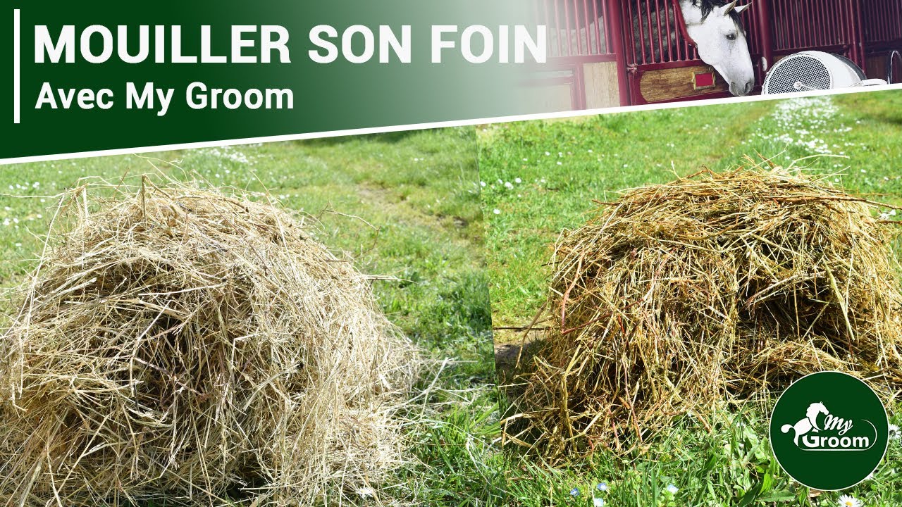 | My Groom | Mouiller son foin