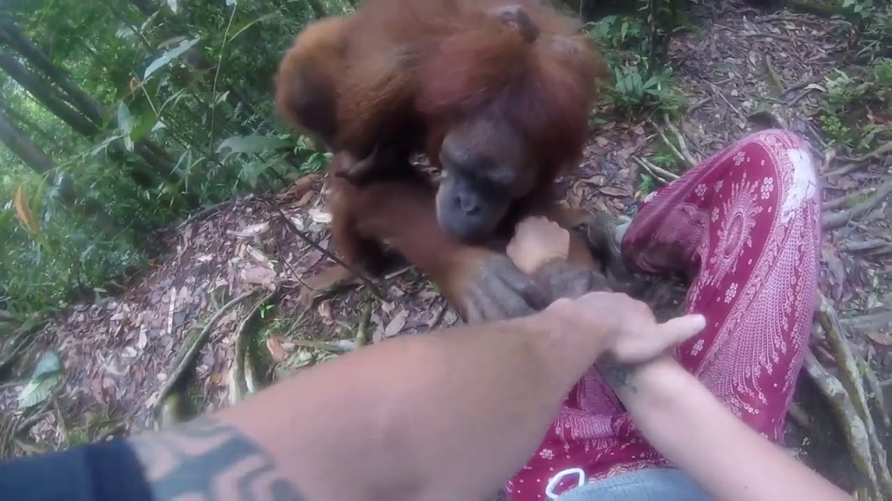Rencontre hors-norme avec un orang-outan