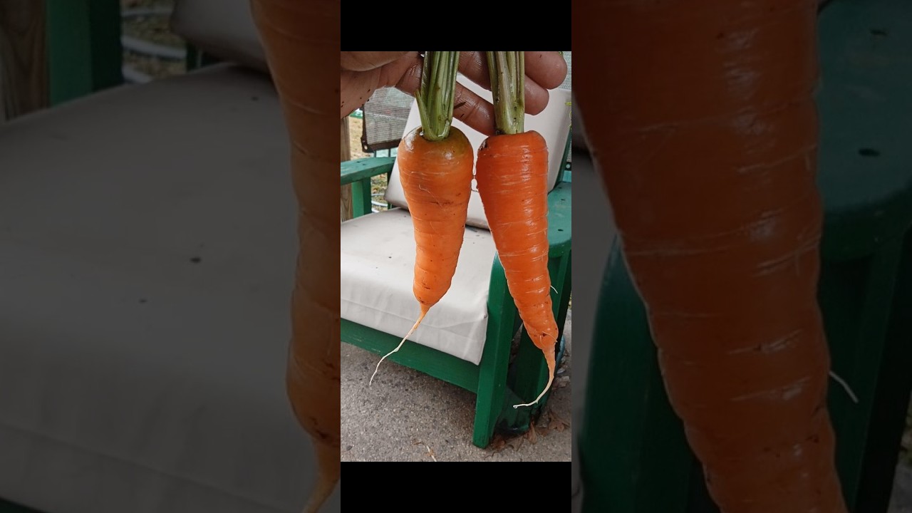 Harvest Carrots 🥕 & Daikon for a fresh salad #salad #garden #subscribe #harvest #comment #like