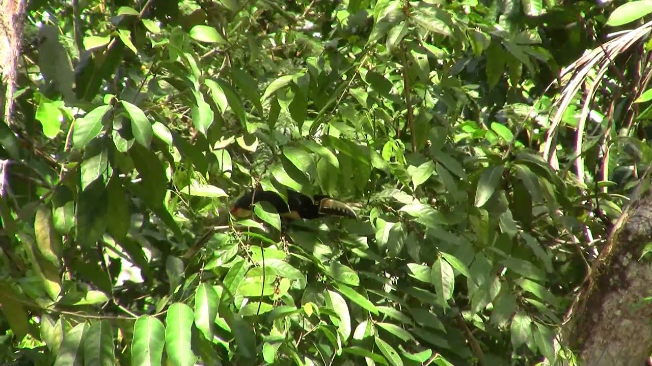 Collared Aracari. Ошейниковый аракари (1307sp)