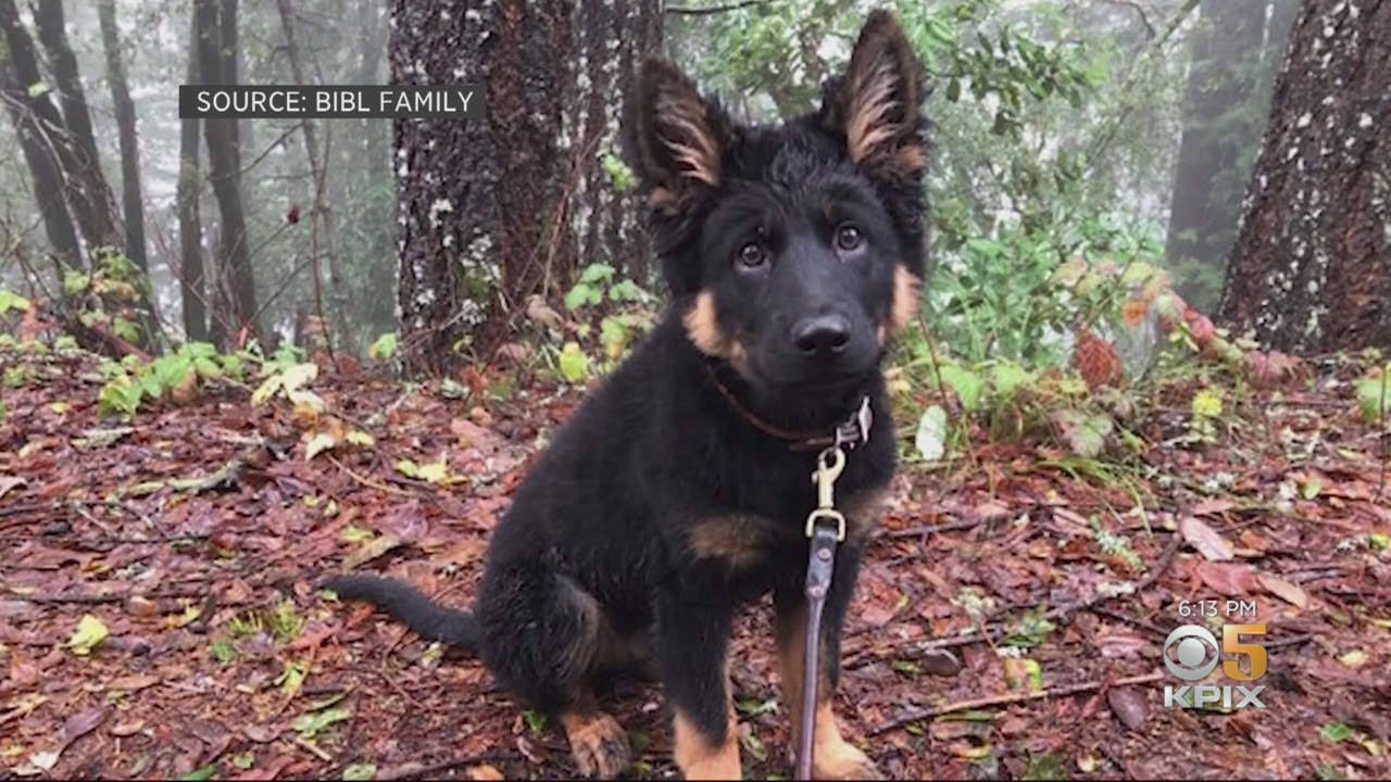 SANTA CRUZ MT SEARCH:  Family mounts search for beloved lost dog in Santa Cruz Mountains