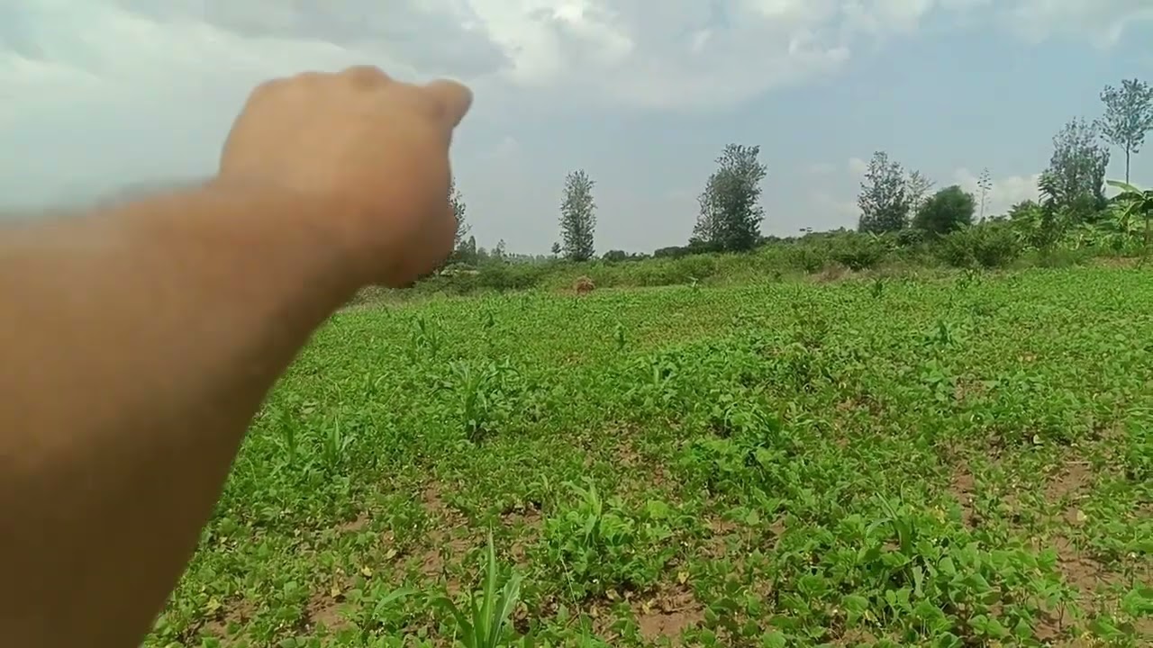 ارض( ٤ ) هكتار قرب نياماتا تبعد ٢٥كم من كيجالي بواقع ٦٢٠ دولار للهكتار سنويا .. الشرح بصندوق الوصف 