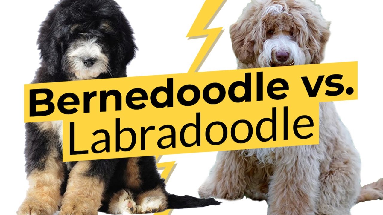 Бернедудель против Лабрадуделя🐶 Сравнение пород 🐶 🔴 2023 🔴