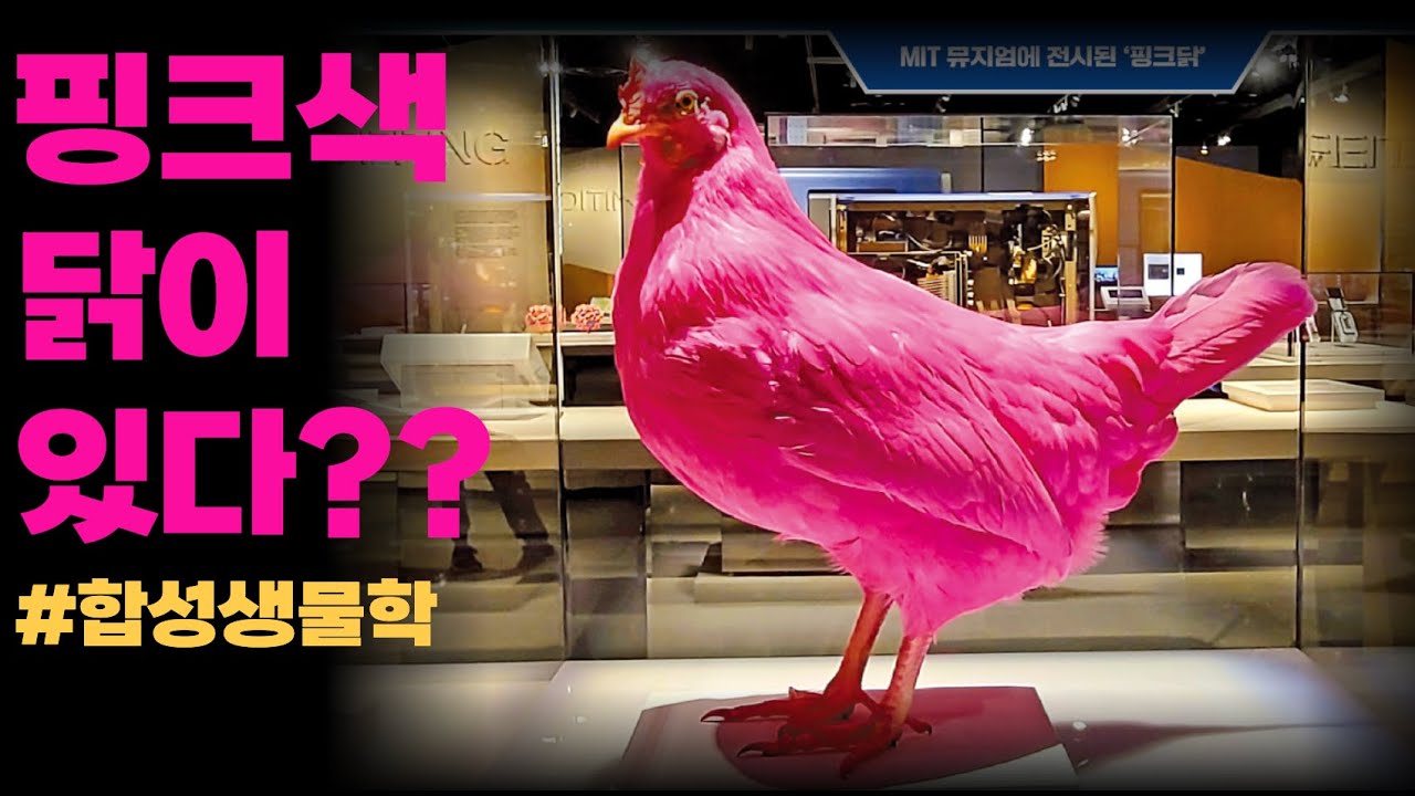핑크색 닭이 있어? #유전자가위  #합성생물학 #한국경제 #핑크색닭 #유전자편집