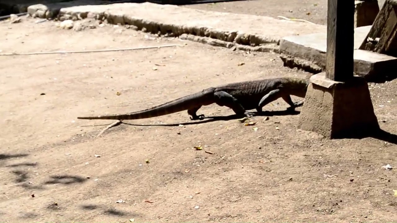 Komodo Tours, Rinca island Trip