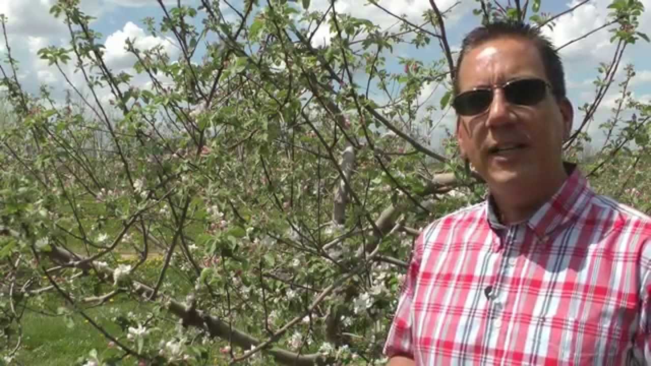 From Pink to Petal Fall - Apple scab disease management decisions