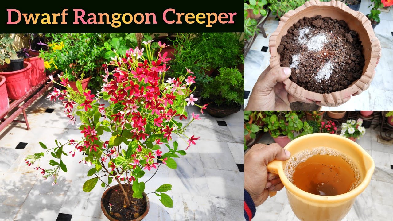 Madhumalti plant पर गर्मीभर गुच्छे में फूल ही फूल, Rangoon creeper jhumka bel care growing tips