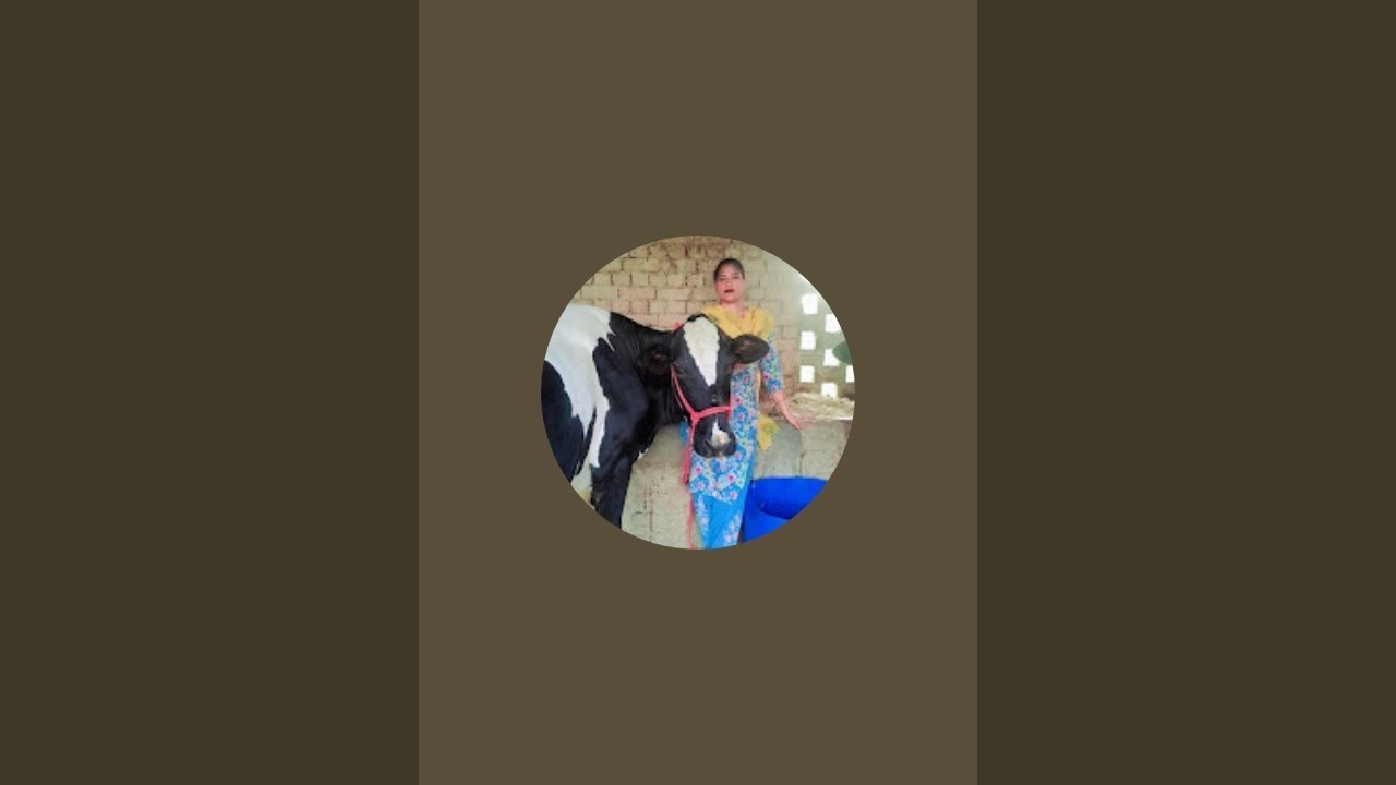 Gurjegurjeet small dairy farm  is live#live