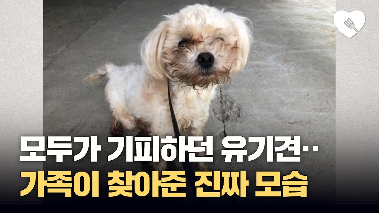 모두가 기피하던 유기견···가족이 찾아준 놀라운 모습
