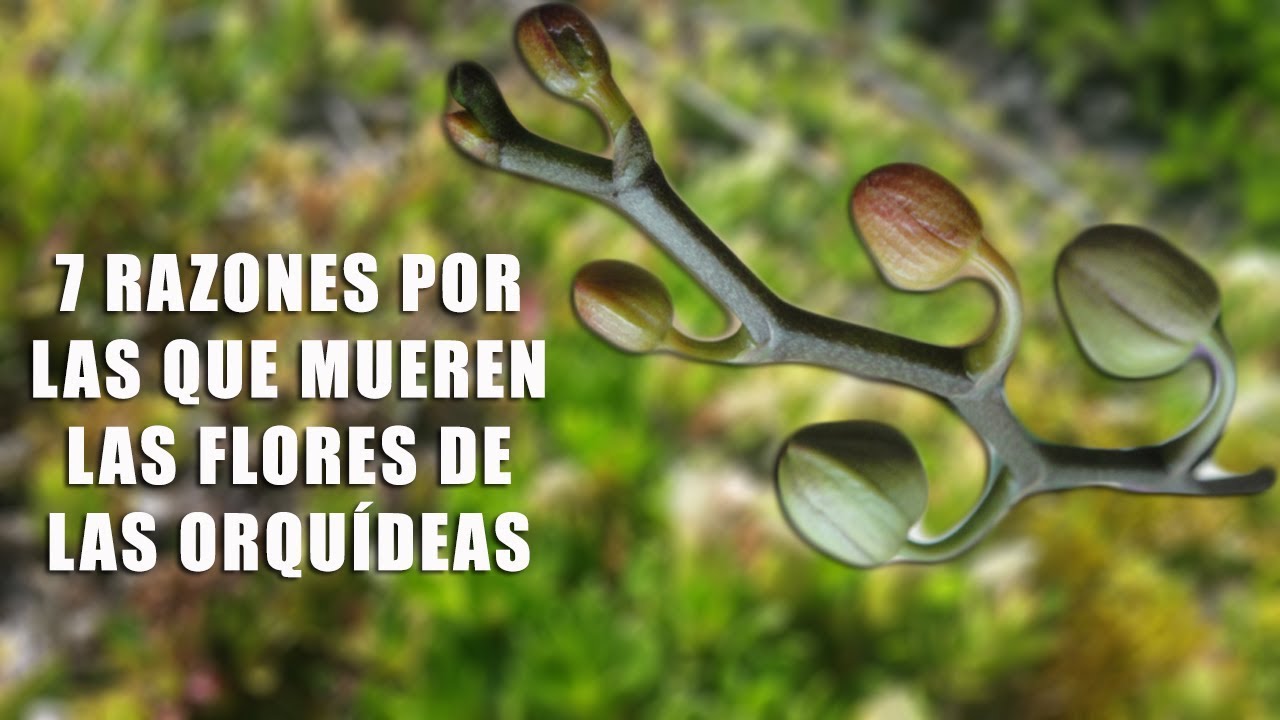 7 Razones por las que mueren las flores de las Orquídeas || Orquiplanet