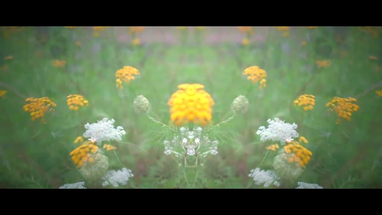 Piano, strings, radio and matriarch through chase bliss and death by audio pedals