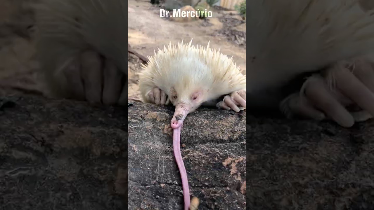Equidna &eacute; o bug animal 4 em 1 #curioso #bichos #animais