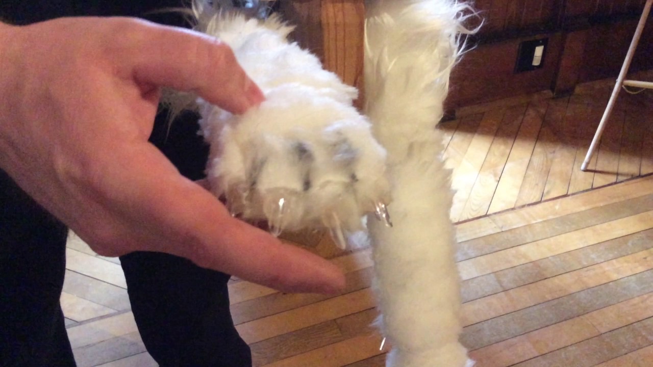 Glanmore's Cat-Cam #MDO4