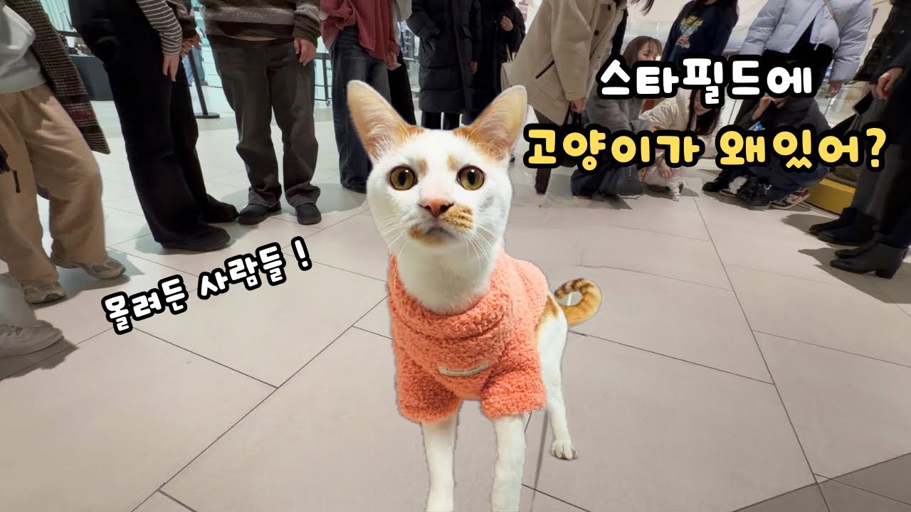 스타필드에 고양이가 떴다? 수많은 사람들과 교감하는 고양이! 개냥이중 이렇게 사람좋아하는 개냥이는 처음! A cat popped up at Starfield