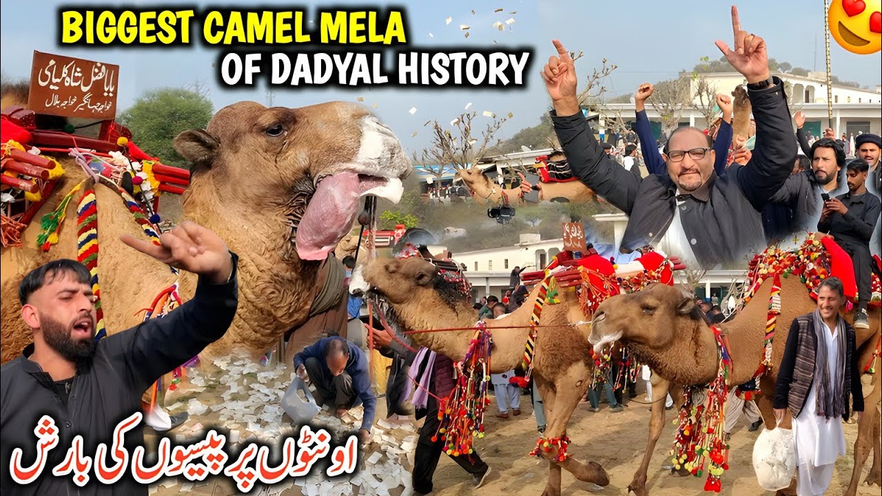 Biggest Camel Mela Of Dadyal Azad Kashmir || Oonton Par Paison Ki Barish || Rain Of Money On Camels