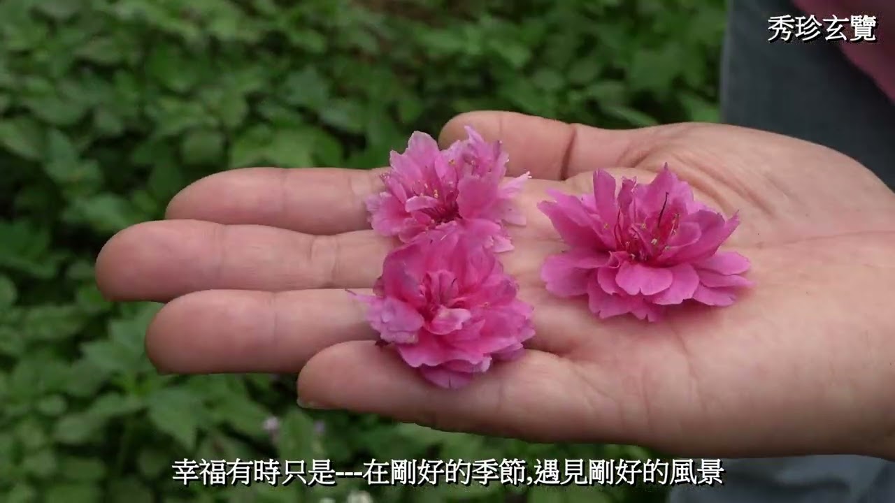 20260224愚公花園賞櫻