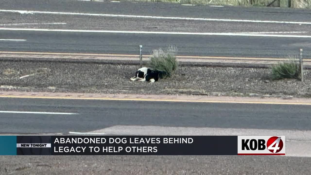 Abandoned dog leaves behind legacy to help others