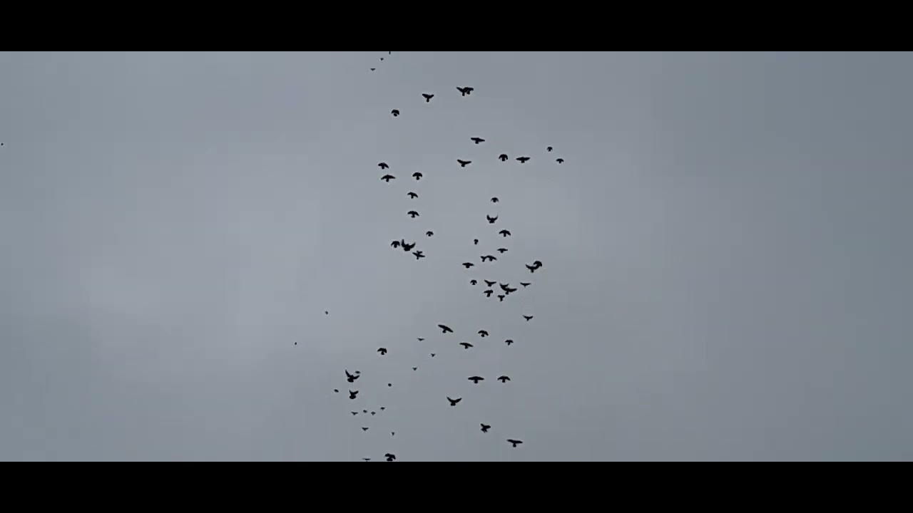 11 января 2026 г.