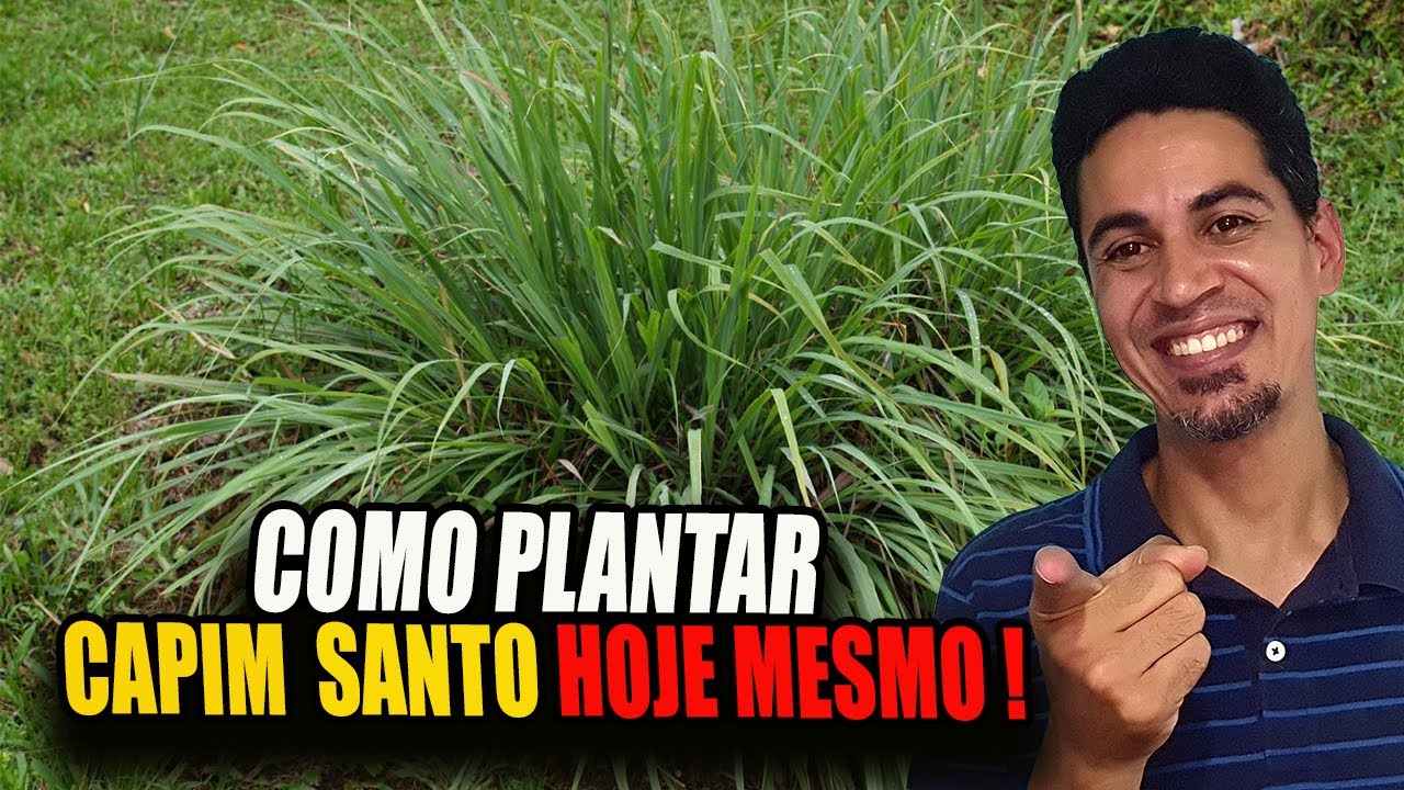 VEJA AGORA - Como como fazer mudas e plantar CAPIM SANTO