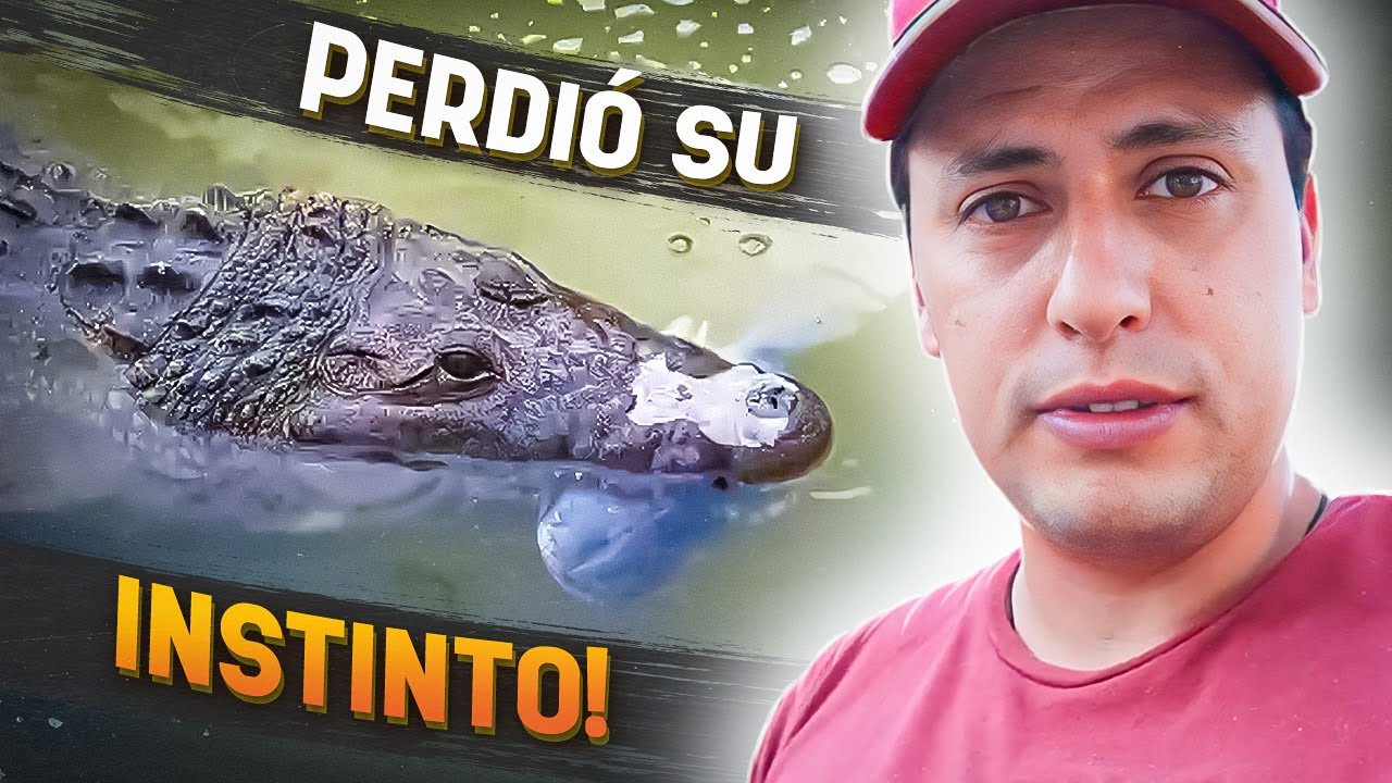 Mi Cocodrilo Ya No Es Una Máquina De Matar!!!