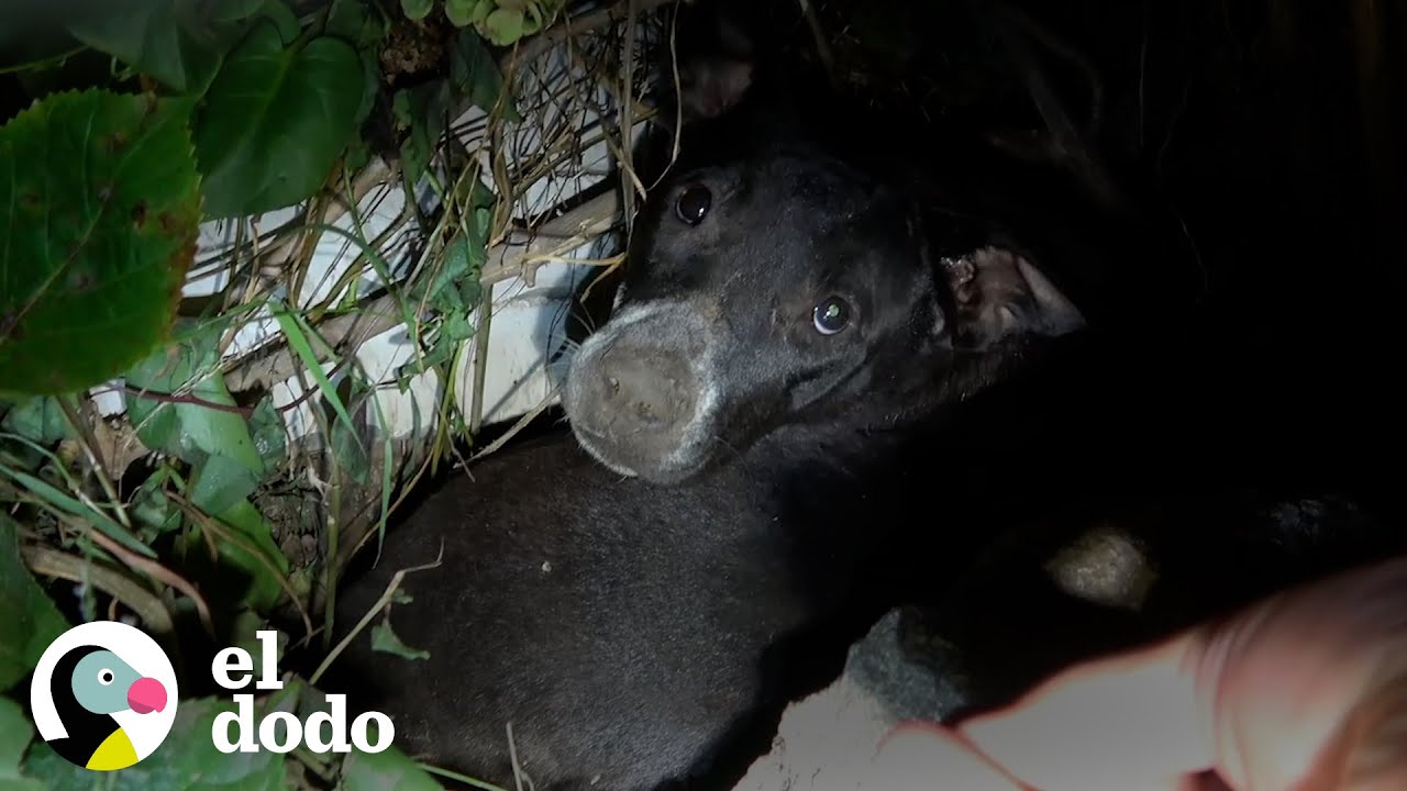Esta mamá intenta decirle a sus rescatistas que algo anda mal | El Dodo