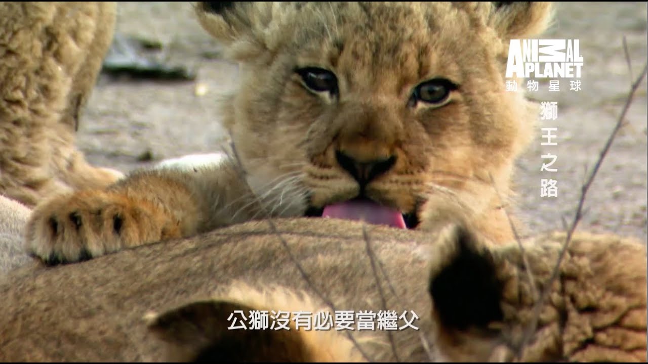 «Дорога к Королю Льву» на канале Animal Planet: В фильме «Дорога к Королю Льву» самцы львов убива...