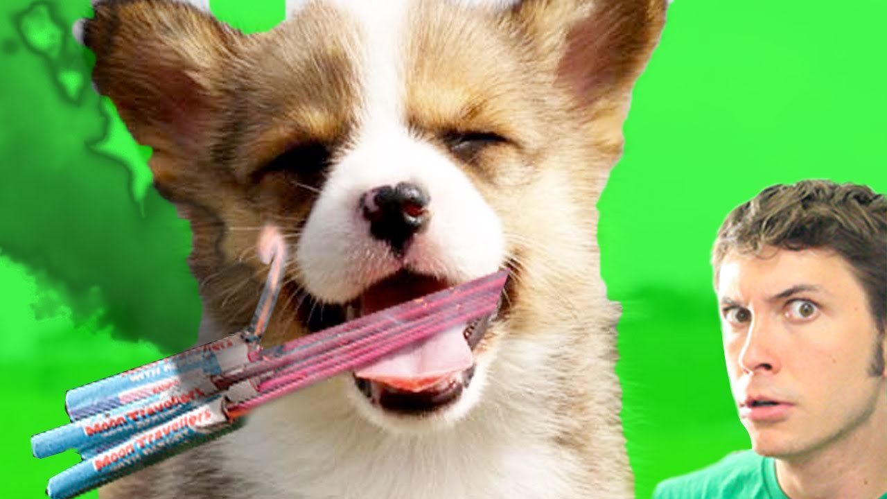 FIREWORK PUPPY!!
